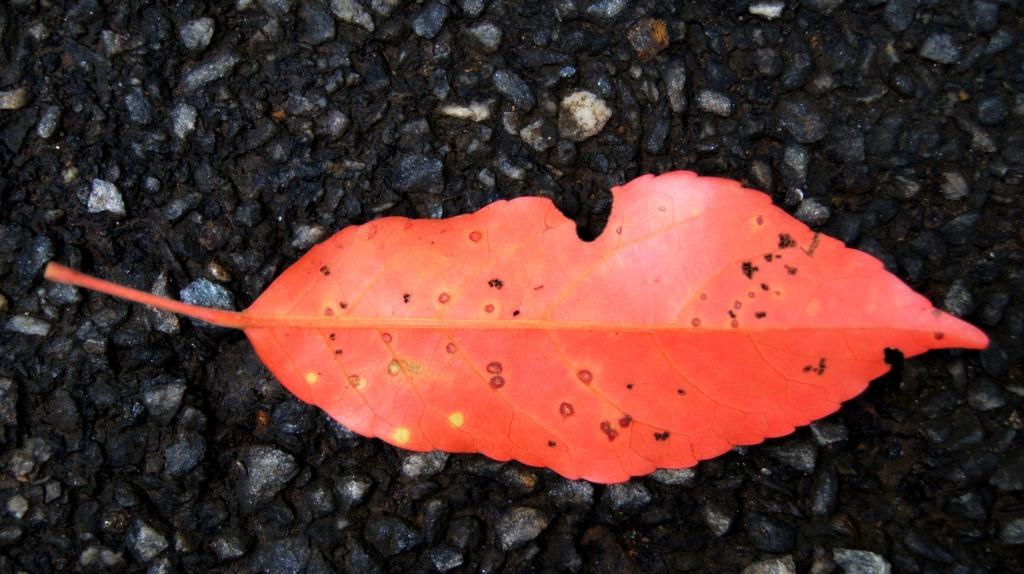 Friends with benefits? Scientists explore the relationship between trees and fungi in the Nilgiris